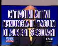 CITTADINI ATTIVI denuncia il taglio di alberi secolari